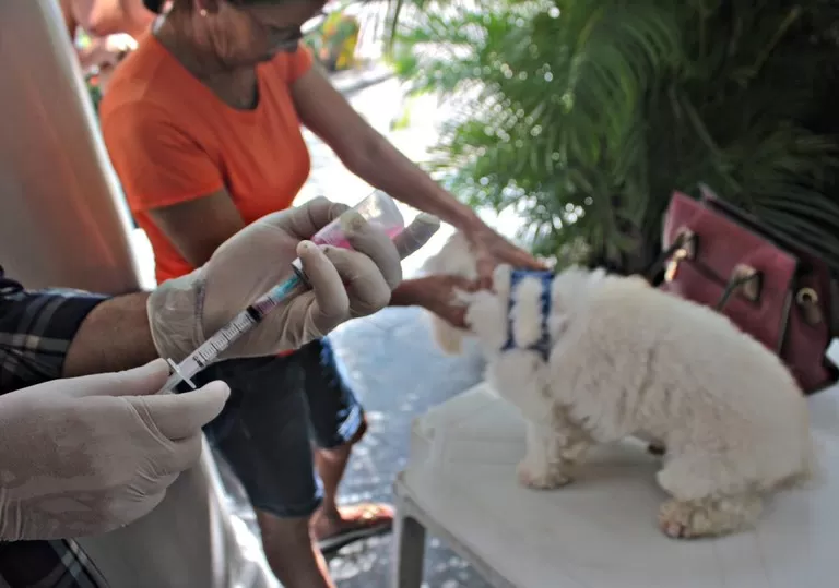 Saúde realiza Dia D de Vacinação contra a Raiva Animal em toda a Paraíba