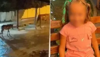 Criança morre após ser atingida por galho de árvore durante poda no Sertão da Paraíba