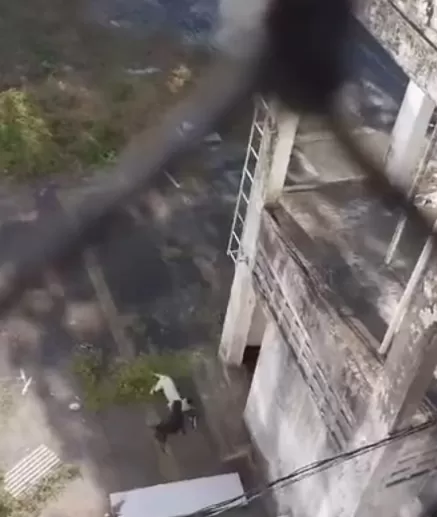 Dono de prédio alugou pitbulls com objetivo de matar 40 gatos abandonados, em João Pessoa, denuncia protetor