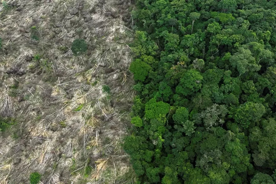 Inpe: alertas de desmatamento na Amazônia alcançam menor valor histórico para fevereiro