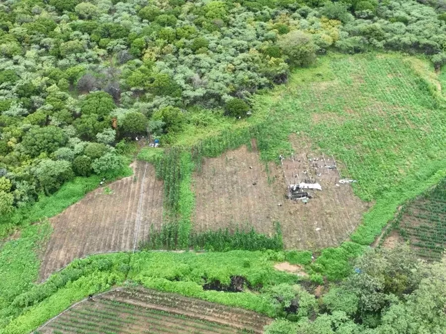 Operação conjunta da PF destrói cerca de 100 mil pés de maconha no Sertão da PB