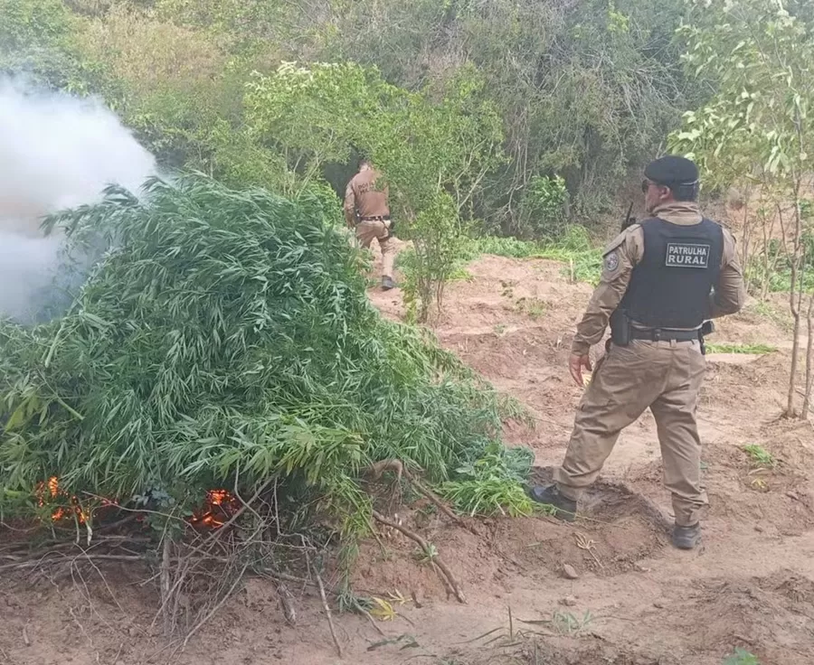 Polícia Federal incinera plantio de 10 mil pés de maconha no Sertão da Paraíba
