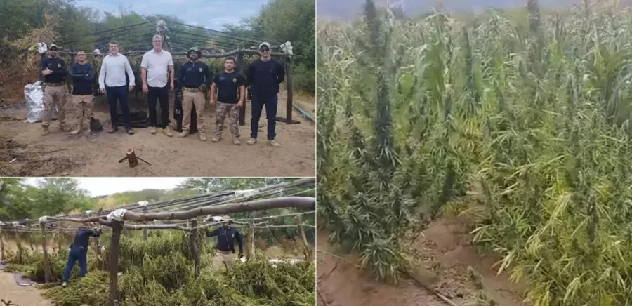 Polícia Civil erradica plantação com mais de 200 mil pés de maconha no Sertão da Paraíba