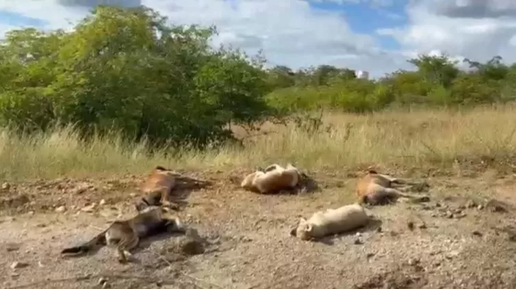 Suspeita de envenenamento: 11 cachorros são encontrados mortos às margens da BR-427, em Pombal-PB