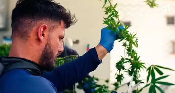 MP pede afastamento de diretoria de associação autorizada a comercializar cannabis medicinal na Paraíba