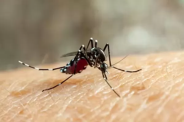 Paraíba registra mais de 5 mil casos de dengue, zika e chikungunya até maio de 2025