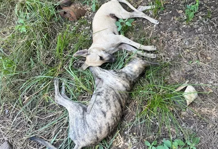 Envenenamento em massa de cães choca moradores em Aparecida, no Sertão da Paraíba