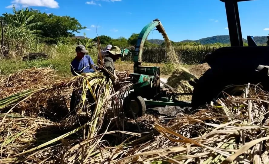 Secretaria de Agricultura de Catolé do Rocha inicia o Serviço de Ensilagem nas comunidades rurais 