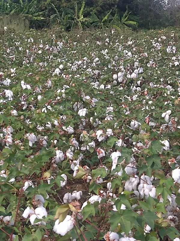 UEPB realiza 'Dia de Campo' em Catolé do Rocha sobre a produção orgânica do algodoeiro BRS 286
