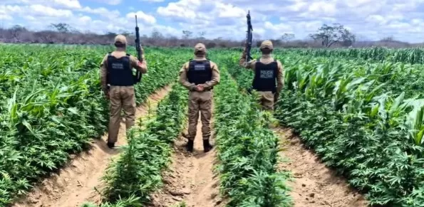 Polícia encontra 100 mil pés de maconha e desarticula plantação em fazenda, na região do Cariri Paraibano