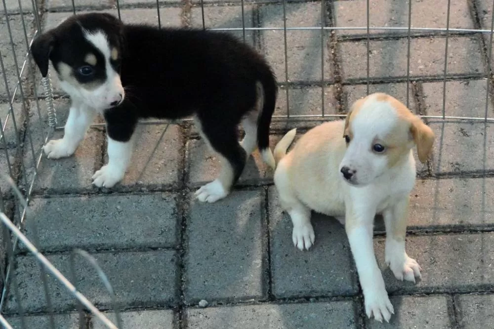 Governo da Paraíba lança campanha ‘Respeite Todas as Vidas: Maltratar Animais é Crime’