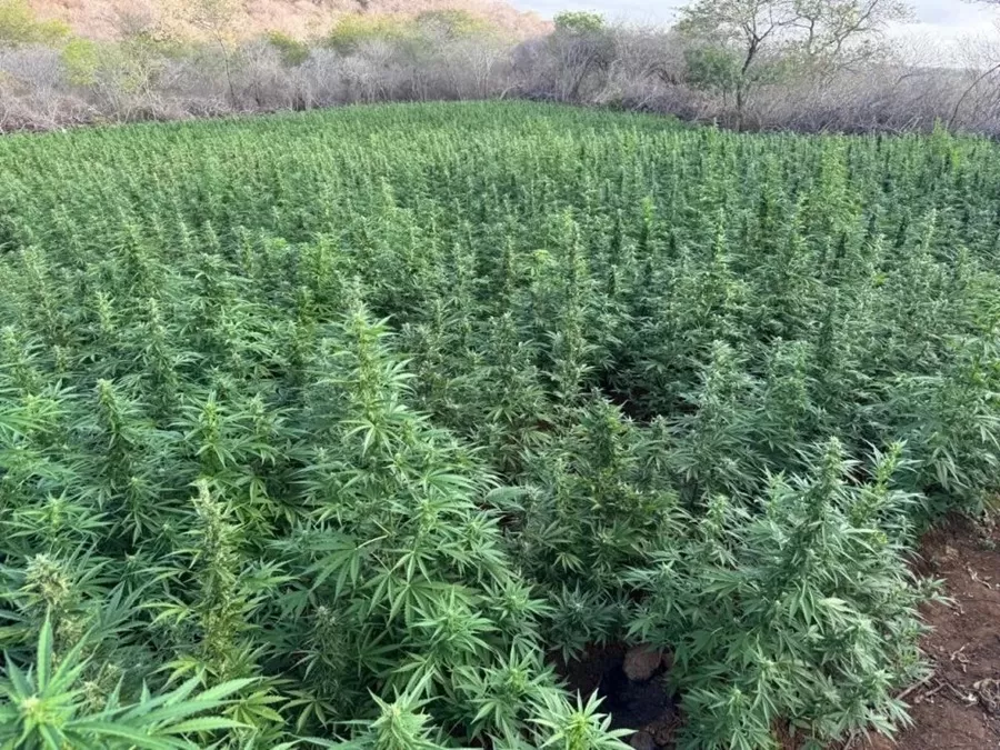Polícia Federal e Polícia Militar erradicam 44 mil pés de maconha durante operação no Sertão da Paraíba