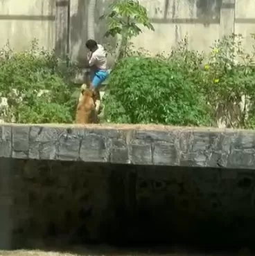 Homem é morto por leoa após entrar em jaula em zoológico neste domingo (30), em João Pessoa