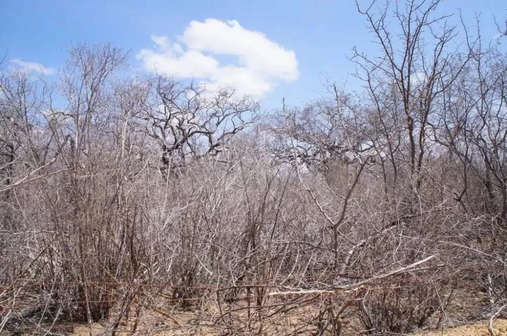 Todas as dez cidades da região polarizada por Catolé do Rocha-São Bento estão sob alerta do Inmet por clima extremamente seco