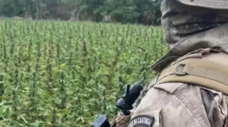 Operação das Polícias Militar e Federal erradica 72 mil pés de maconha e destrói 1,8 toneladas da droga na PB 